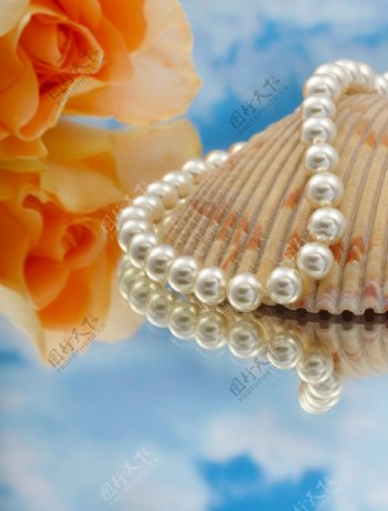 海边贝壳珍珠图片