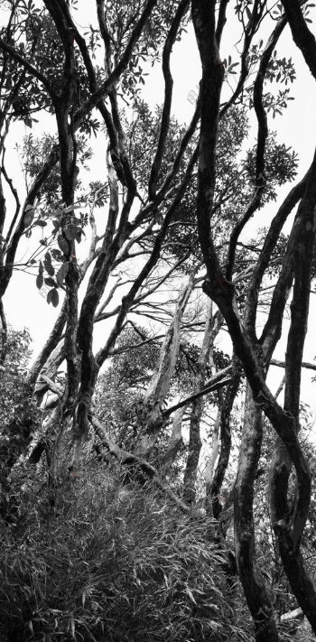 三清山的树图片