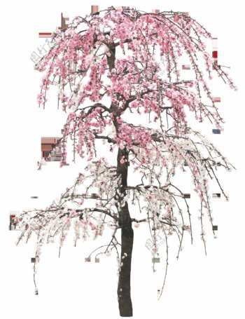 园林树木桃树桃花透明png图片