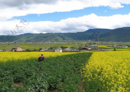 田园图片