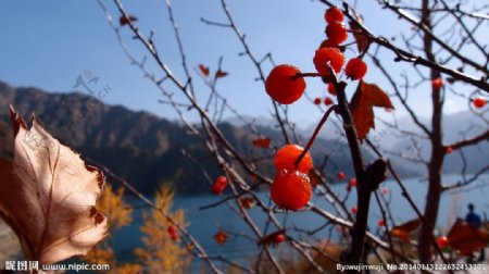 野山楂图片