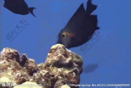 海浪海底生物视频素材