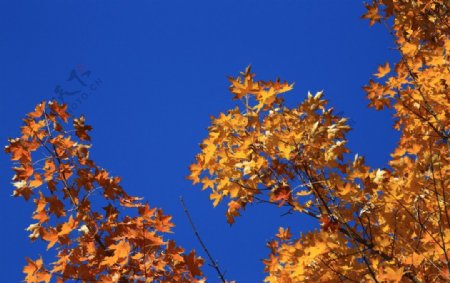 山东济南红叶谷的秋叶图片