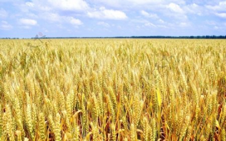 小麦长势图片