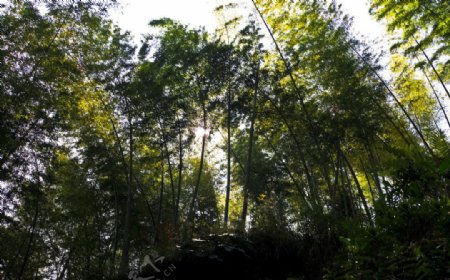 自然竹林图片
