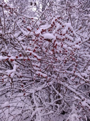 雪中红豆树图片