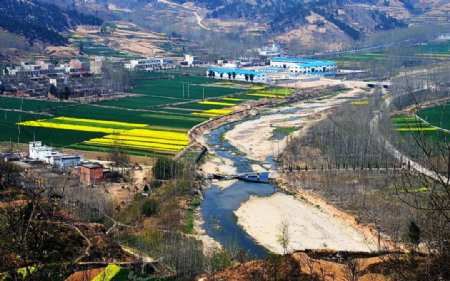 山野的菜花图片