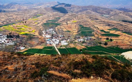 山野的菜花图片