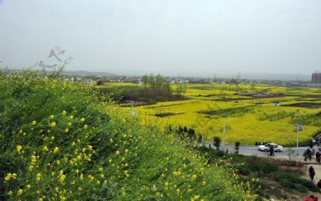 油菜花图片