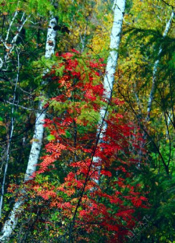 白桦林中的红叶图片