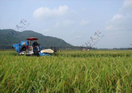 广陵农业图片