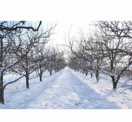雪后阳光梨树果园图片