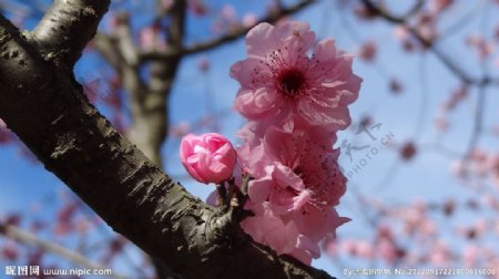 悉尼日本公园樱花特写图片