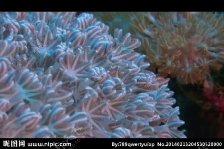 海洋生物海葵视频素材