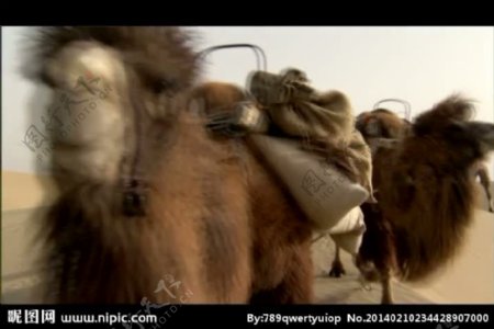 沙漠骆驼行走视频