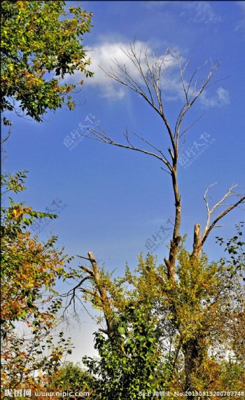 枯树逢秋图片