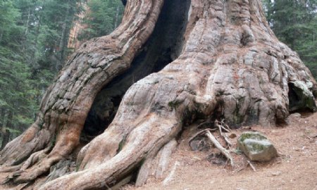 古老树根与树林风景图片