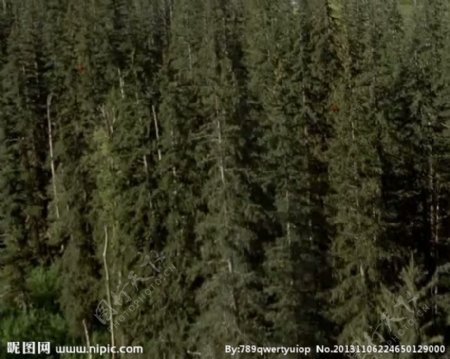 高山森林视频素材
