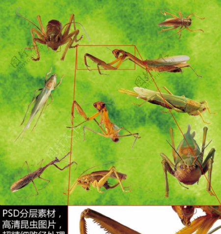 昆虫高清素材图片