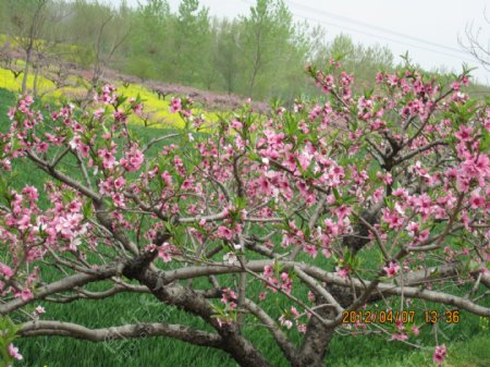 桃树桃花图片