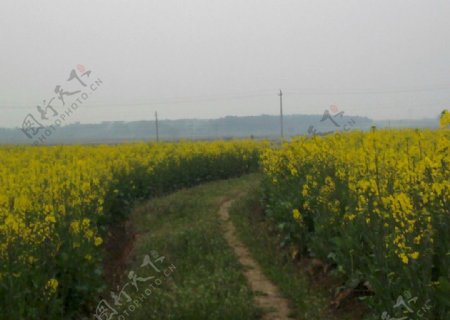 油菜花图片