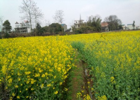 油菜花图片