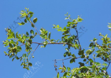 蓝天树枝图片