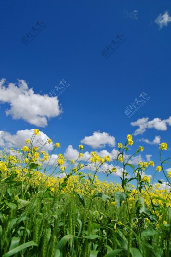 蓝天白云绿野鲜花图片