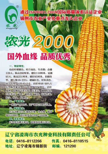 玉米宣传海报图片