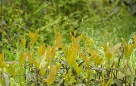 龙井茶树嫩叶图片