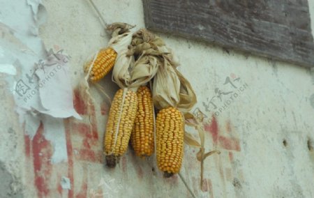 墙上的玉米棒子图片