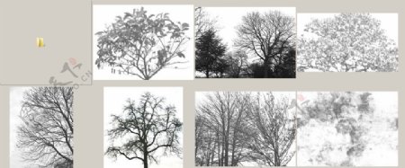 黑白树木图片素材