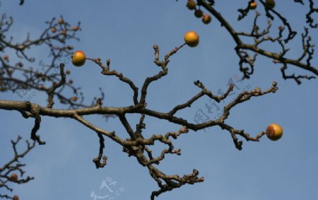 苹果树图片