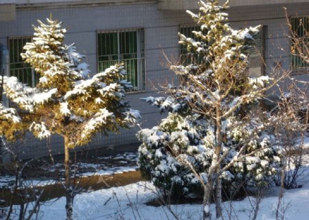 树木积雪图片