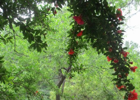 石榴花树图片