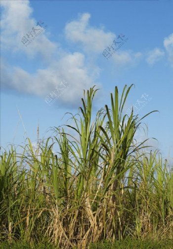 风景甘蔗农场图片