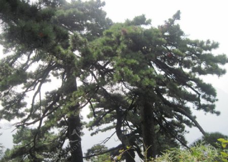 高松树图片