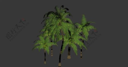 椰子树3d模型图片