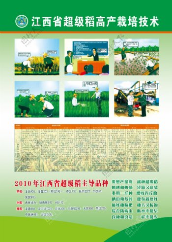 农业局水稻漫画图片