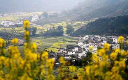 江西婺源江岭的油菜花图片