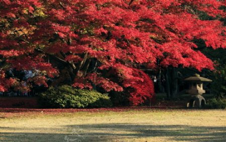 日式园林图片