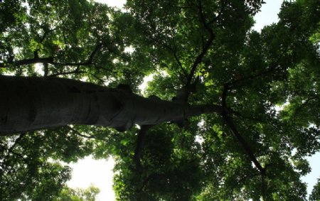 百年大树树木图片