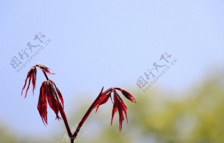 新生的红色枝芽图片