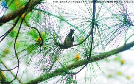 中国梅州客天下花鸟图片