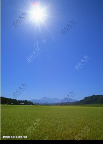 阳光稻田图片