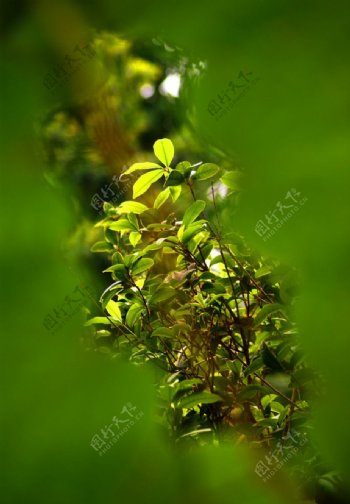 植物花草树木图片