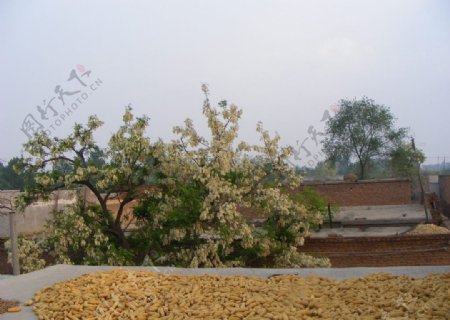 农家小院屋顶图片