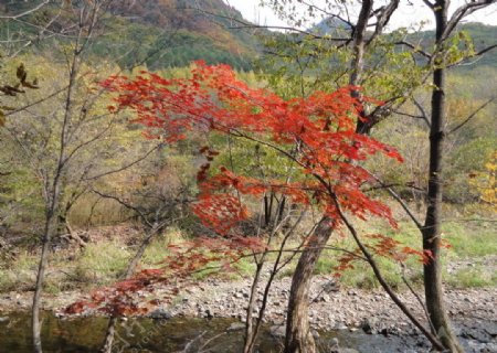 枫叶红叶图片