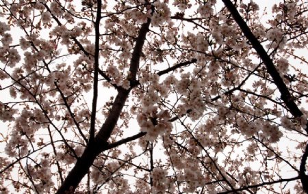 日本櫻花朵朵开图片