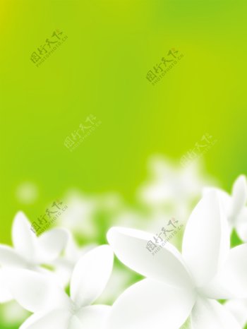 绿底白花图片
